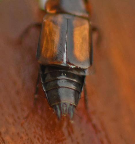 Réf. 334 943 : Tachinus subterraneus